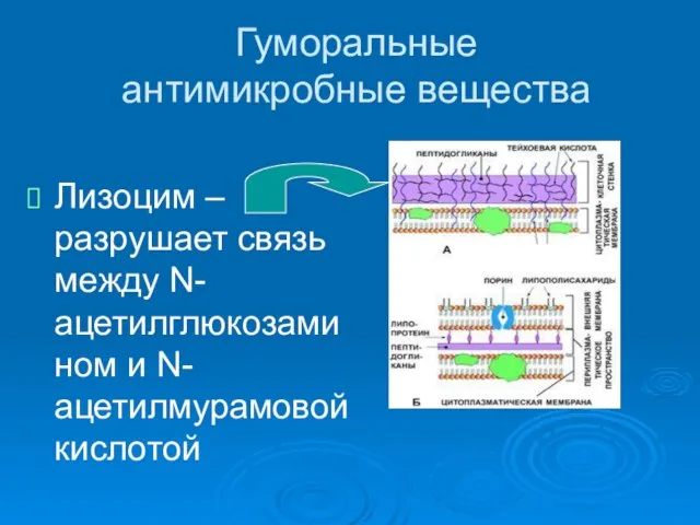 Гуморальные антимикробные вещества Лизоцим – разрушает связь между N-ацетилглюкозамином и N-ацетилмурамовой кислотой