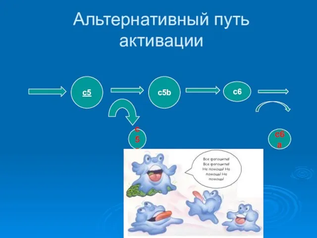 Альтернативный путь активации с5 с5а с5b c6a c6