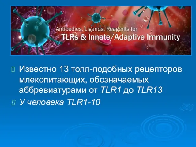 Известно 13 толл-подобных рецепторов млекопитающих, обозначаемых аббревиатурами от TLR1 до TLR13 У человека ТLR1-10