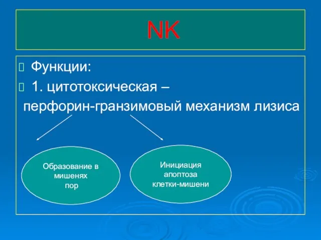 NK Функции: 1. цитотоксическая – перфорин-гранзимовый механизм лизиса Образование в мишенях пор Инициация апоптоза клетки-мишени