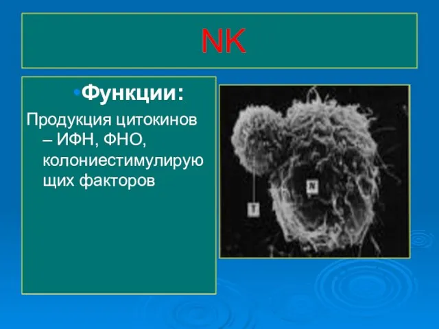 NK Функции: Продукция цитокинов – ИФН, ФНО, колониестимулирующих факторов