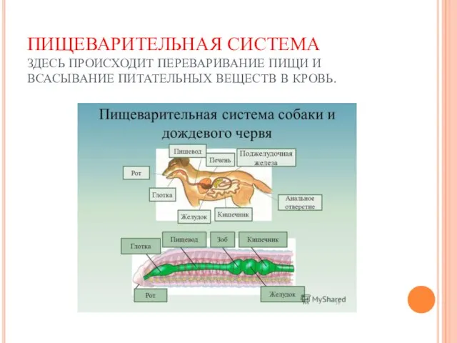 ПИЩЕВАРИТЕЛЬНАЯ СИСТЕМА ЗДЕСЬ ПРОИСХОДИТ ПЕРЕВАРИВАНИЕ ПИЩИ И ВСАСЫВАНИЕ ПИТАТЕЛЬНЫХ ВЕЩЕСТВ В КРОВЬ.