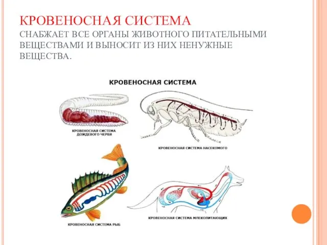 КРОВЕНОСНАЯ СИСТЕМА СНАБЖАЕТ ВСЕ ОРГАНЫ ЖИВОТНОГО ПИТАТЕЛЬНЫМИ ВЕЩЕСТВАМИ И ВЫНОСИТ ИЗ НИХ НЕНУЖНЫЕ ВЕЩЕСТВА.