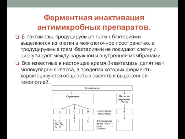 β-лактамазы, продуцируемые грам + бактериями выделяются из клетки в межклеточное пространство,