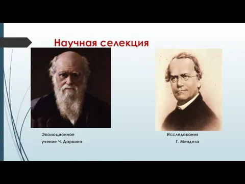 Эволюционное Исследования учение Ч. Дарвина Г. Менделя Научная селекция