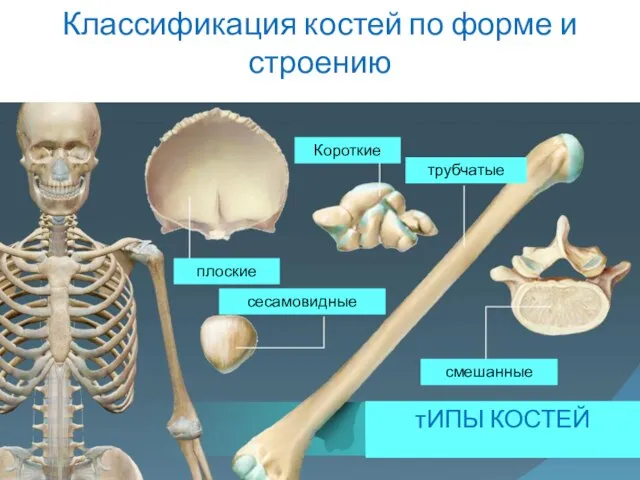 Классификация костей по форме и строению тИПЫ КОСТЕЙ