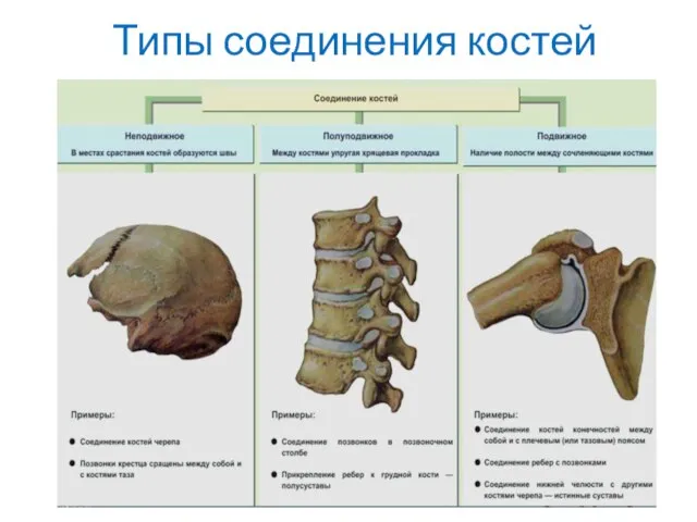 Типы соединения костей