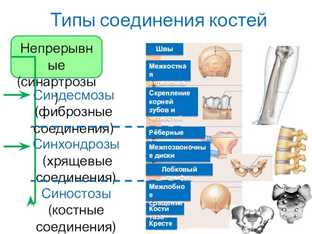 Типы соединения костей Скрепление корней зубов и челюстей Межкостная перепонка Рёберные