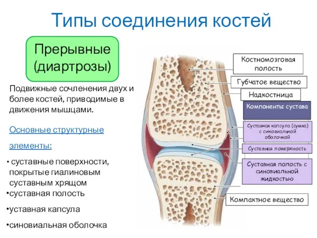 Типы соединения костей Подвижные сочленения двух и более костей, приводимые в