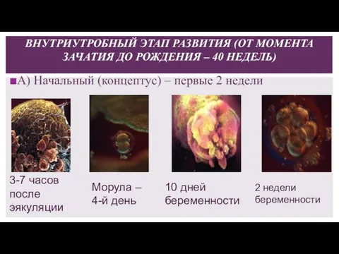 А) Начальный (концептус) – первые 2 недели ВНУТРИУТРОБНЫЙ ЭТАП РАЗВИТИЯ (ОТ