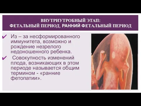 ВНУТРИУТРОБНЫЙ ЭТАП: ФЕТАЛЬНЫЙ ПЕРИОД, РАННИЙ ФЕТАЛЬНЫЙ ПЕРИОД Из – за несформированного