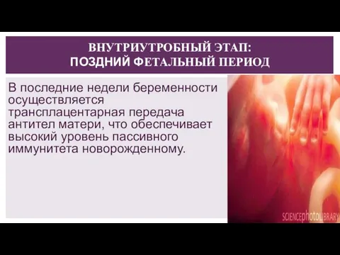 ВНУТРИУТРОБНЫЙ ЭТАП: ПОЗДНИЙ ФЕТАЛЬНЫЙ ПЕРИОД В последние недели беременности осуществляется трансплацентарная