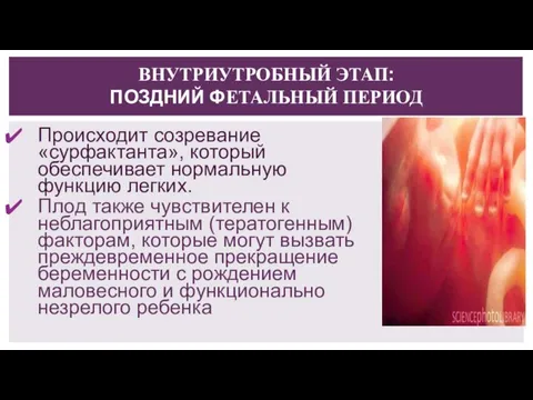 ВНУТРИУТРОБНЫЙ ЭТАП: ПОЗДНИЙ ФЕТАЛЬНЫЙ ПЕРИОД Происходит созревание «сурфактанта», который обеспечивает нормальную