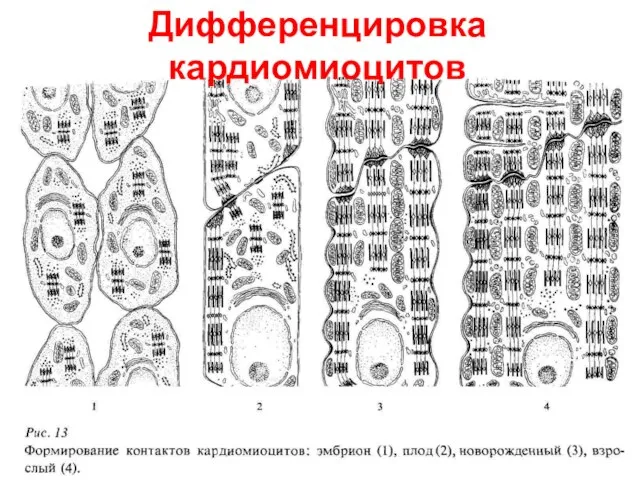 Дифференцировка кардиомиоцитов