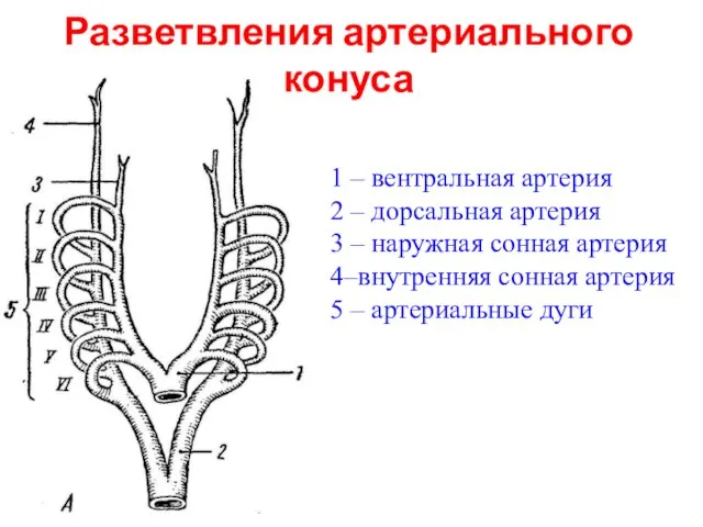 Разветвления артериального конуса 1 – вентральная артерия 2 – дорсальная артерия