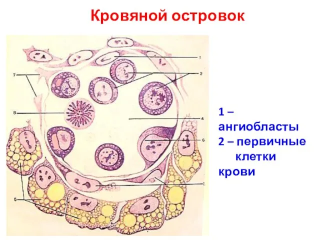 Кровяной островок 1 – ангиобласты 2 – первичные клетки крови