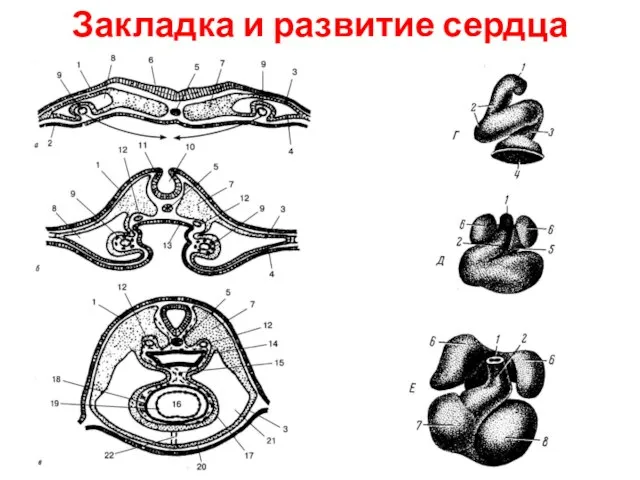 Закладка и развитие сердца