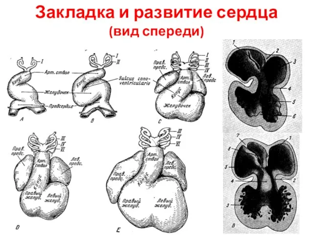 Закладка и развитие сердца (вид спереди)
