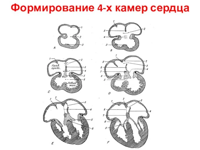 Формирование 4-х камер сердца