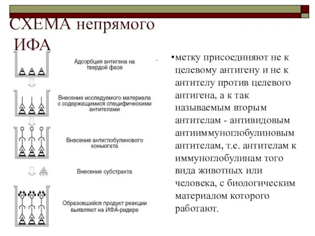 СХЕМА непрямого ИФА метку присоединяют не к целевому антигену и не