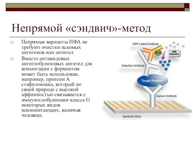 Непрямой «сэндвич»-метод Непрямые варианты ИФА не требуют очистки искомых антигенов или