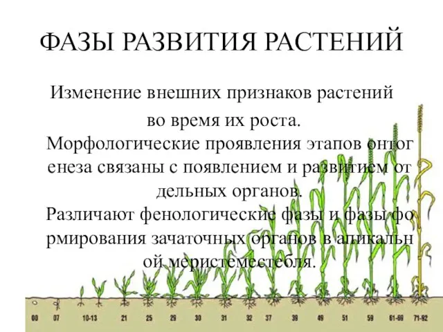 ФАЗЫ РАЗВИТИЯ РАСТЕНИЙ Изменение внешних признаков растений во время их роста.