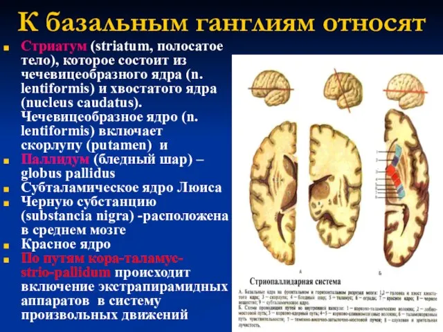 К базальным ганглиям относят Стриатум (striatum, полосатое тело), которое состоит из