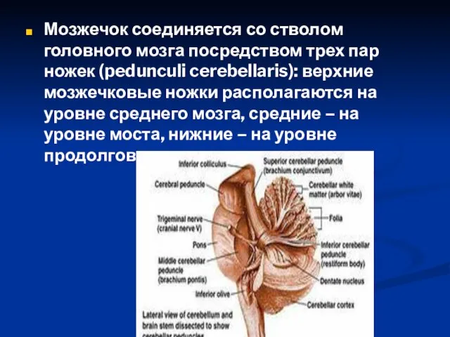 Мозжечок соединяется со стволом головного мозга посредством трех пар ножек (pedunculi