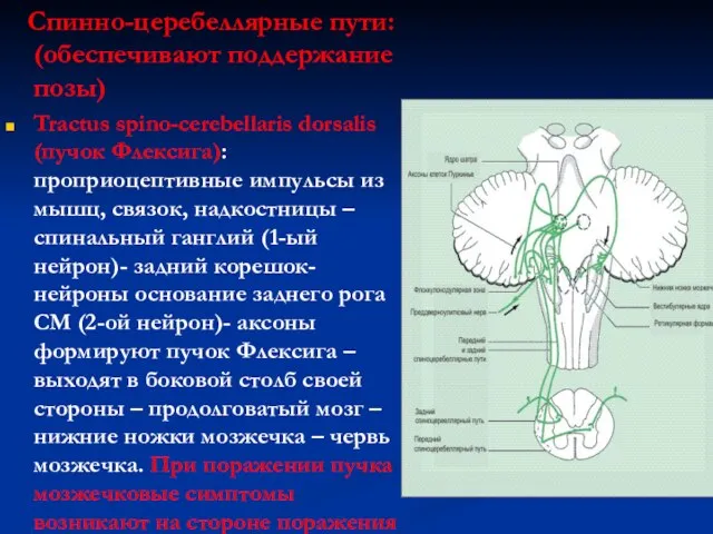 Спинно-церебеллярные пути: (обеспечивают поддержание позы) Tractus spino-cerebellaris dorsalis (пучок Флексига): проприоцептивные