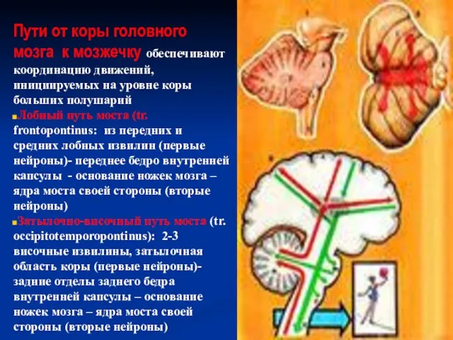 Пути от коры головного мозга к мозжечку обеспечивают координацию движений, инициируемых