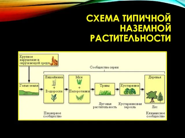 СХЕМА ТИПИЧНОЙ НАЗЕМНОЙ РАСТИТЕЛЬНОСТИ