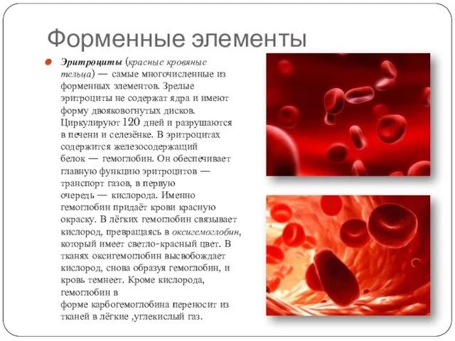 Форменные элементы Эритроциты (красные кровяные тельца) — самые многочисленные из форменных