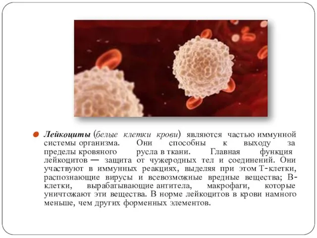 Лейкоциты (белые клетки крови) являются частью иммунной системы организма. Они способны