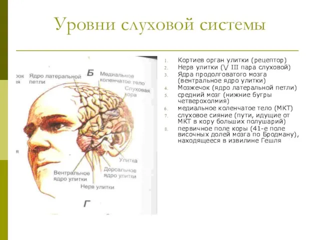 Уровни слуховой системы Кортиев орган улитки (рецептор) Нерв улитки (\/ III