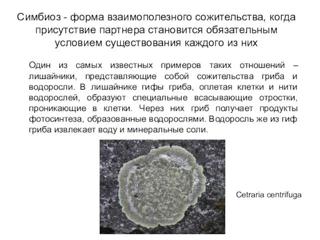 Симбиоз - форма взаимополезного сожительства, когда присутствие партнера становится обязательным условием