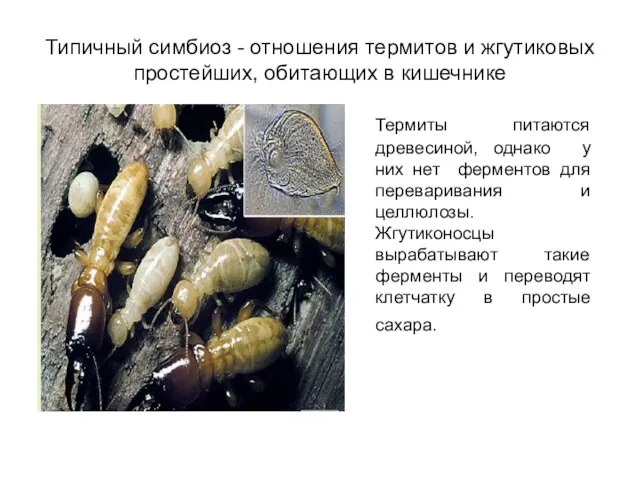 Типичный симбиоз - отношения термитов и жгутиковых простейших, обитающих в кишечнике