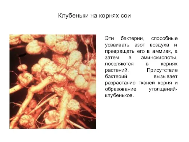 Клубеньки на корнях сои Эти бактерии, способные усваивать азот воздуха и