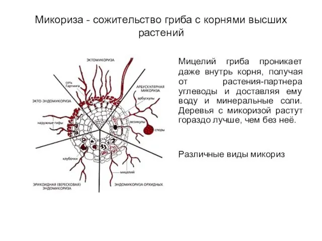 Микориза - сожительство гриба с корнями высших растений Мицелий гриба проникает