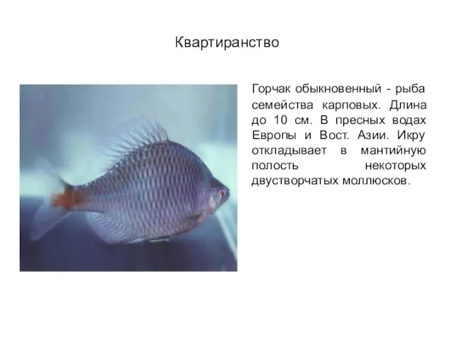 Квартиранство Горчак обыкновенный - рыба семейства карповых. Длина до 10 см.
