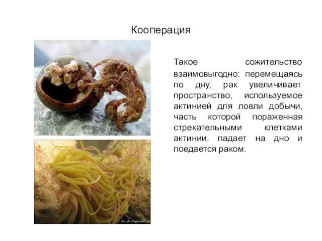 Кооперация Такое сожительство взаимовыгодно: перемещаясь по дну, рак увеличивает пространство, используемое