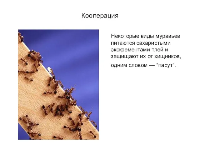 Кооперация Некоторые виды муравьев питаются сахаристыми экскрементами тлей и защищают их