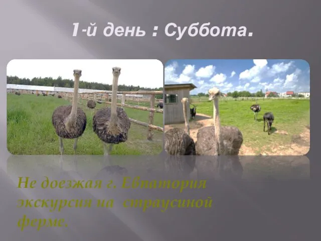 1-й день : Суббота. Не доезжая г. Евпатория экскурсия на страусиной ферме.