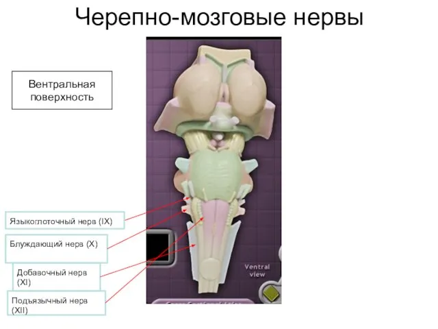 Добавочный нерв(XI) Блуждающий нерв (X) Языкоглоточный нерв (IX) Подъязычный нерв (XII) Вентральная поверхность Черепно-мозговые нервы