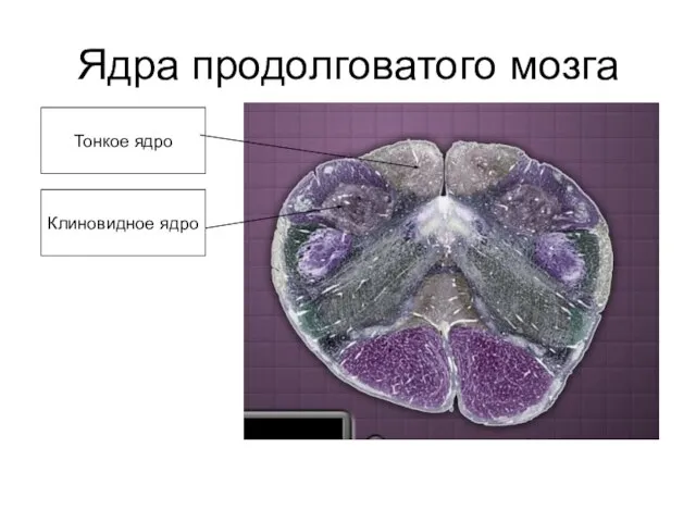 Ядра продолговатого мозга Тонкое ядро Клиновидное ядро