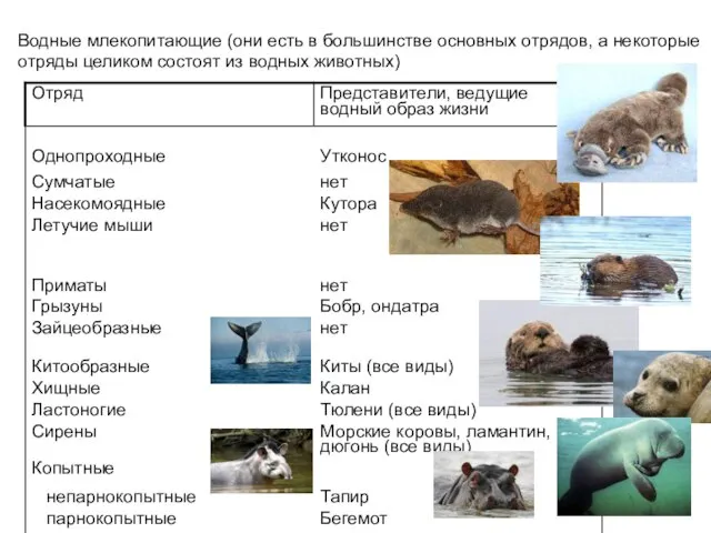 Водные млекопитающие (они есть в большинстве основных отрядов, а некоторые отряды целиком состоят из водных животных)