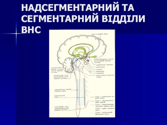 НАДСЕГМЕНТАРНИЙ ТА СЕГМЕНТАРНИЙ ВІДДІЛИ ВНС