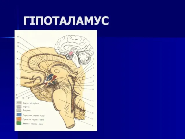 ГІПОТАЛАМУС