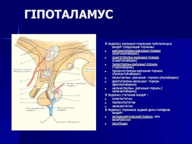 ГІПОТАЛАМУС В подкласс рилизинг-гормонов гипоталамуса входят следующие гормоны: кортикотропин-рилизинг-гормон (кортиколиберин) соматотропин-рилизинг-гормон