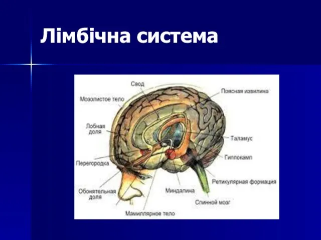 Лімбічна система