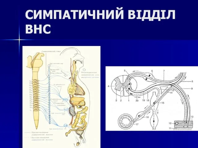 СИМПАТИЧНИЙ ВІДДІЛ ВНС